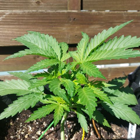 Auto Orange Bud growlog timeline photo
