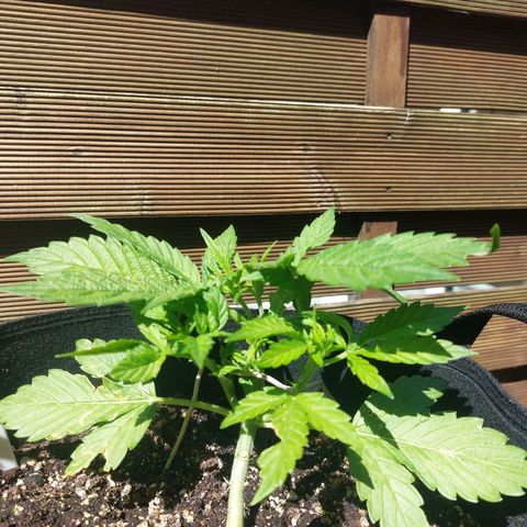 Moonlight Auto - Naledi Seeds growlog timeline photo