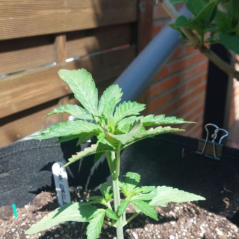 Titan Gorilla Auto growlog timeline photo