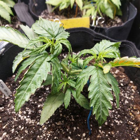 Titan Gorilla Auto growlog timeline photo