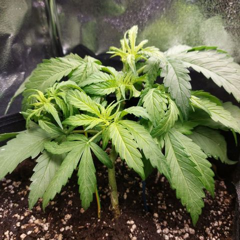 Auto Orange Bud growlog timeline photo