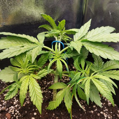 Moonlight Auto - Naledi Seeds growlog timeline photo