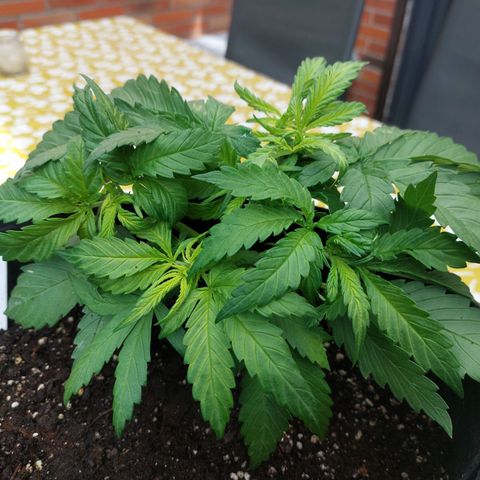 Auto Orange Bud growlog timeline photo