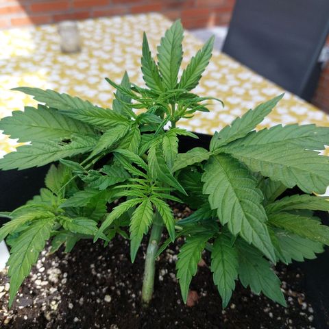 Moonlight Auto - Naledi Seeds growlog timeline photo