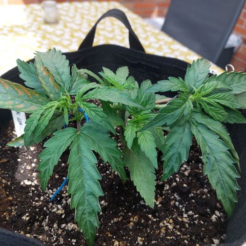 Titan Gorilla Auto growlog timeline photo
