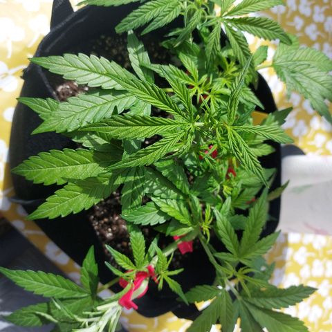 Moonlight Auto - Naledi Seeds growlog timeline photo