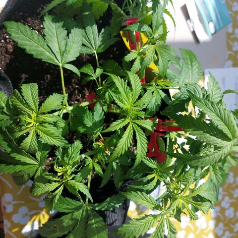 Auto Orange Bud growlog timeline photo