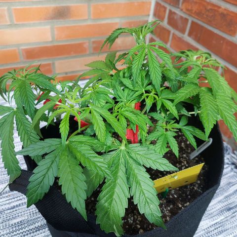 Moonlight Auto - Naledi Seeds growlog timeline photo