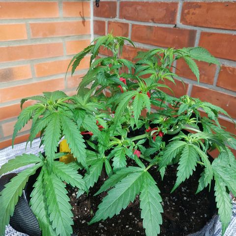 Auto Orange Bud growlog timeline photo
