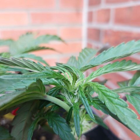 Titan Gorilla Auto growlog timeline photo