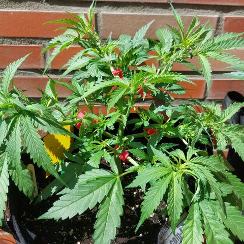 Auto Orange Bud growlog timeline photo