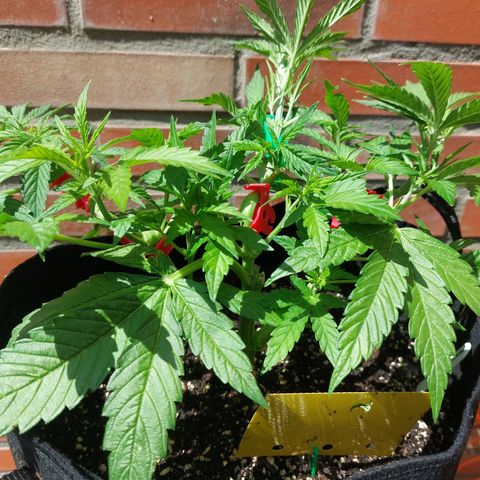 Moonlight Auto - Naledi Seeds growlog timeline photo