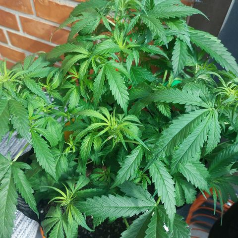 Auto Orange Bud growlog timeline photo