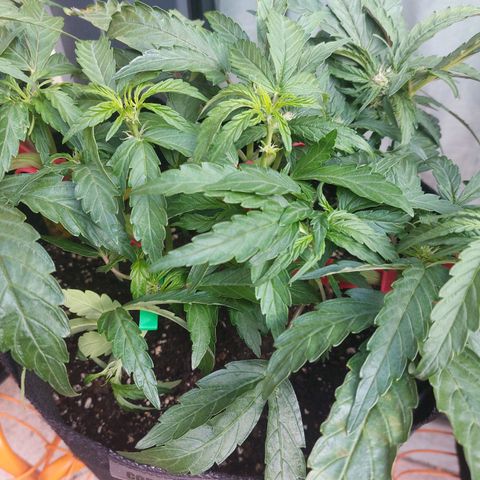 Titan Gorilla Auto growlog timeline photo