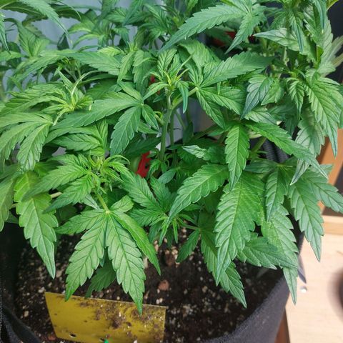 Moonlight Auto - Naledi Seeds growlog timeline photo