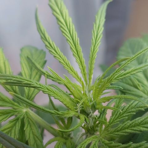 Moonlight Auto - Naledi Seeds growlog timeline photo
