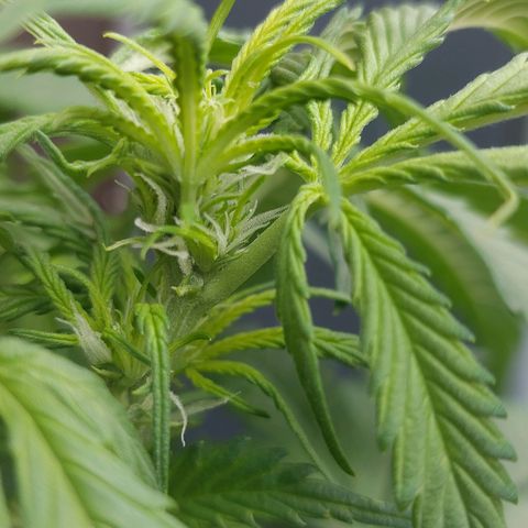 Auto Orange Bud growlog timeline photo