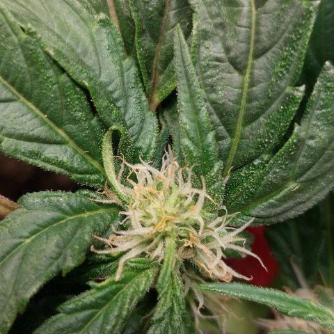Titan Gorilla Auto growlog timeline photo