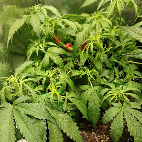 Auto Orange Bud growlog timeline photo