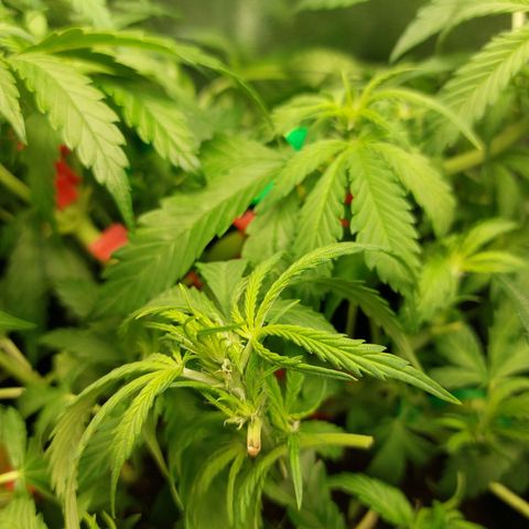 Auto Orange Bud growlog timeline photo