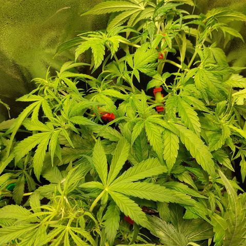Moonlight Auto - Naledi Seeds growlog timeline photo