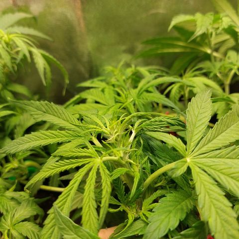 Moonlight Auto - Naledi Seeds growlog timeline photo