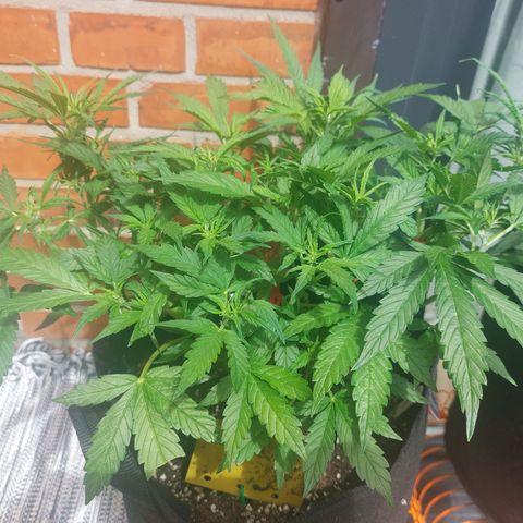 Moonlight Auto - Naledi Seeds growlog timeline photo