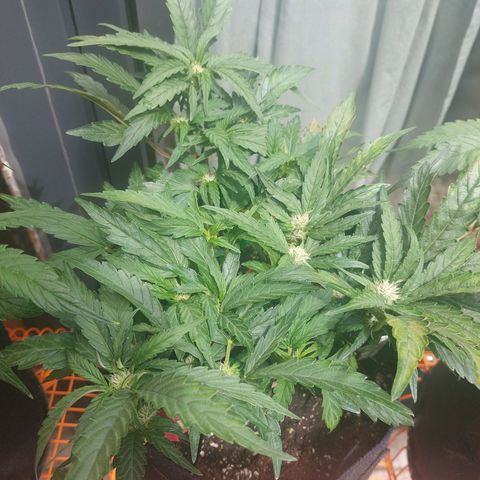 Titan Gorilla Auto growlog timeline photo
