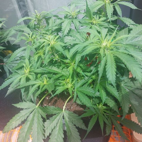 Auto Orange Bud growlog timeline photo