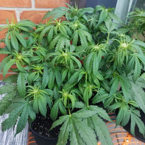Auto Orange Bud growlog timeline photo