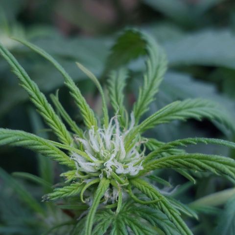 Auto Orange Bud growlog timeline photo