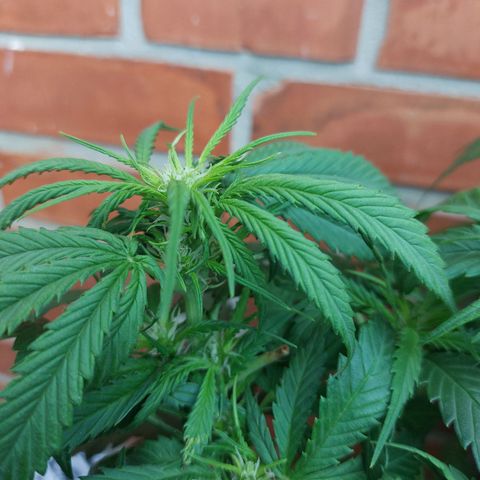 Auto Orange Bud growlog timeline photo