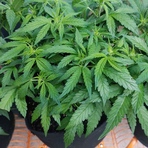 Moonlight Auto - Naledi Seeds growlog timeline photo