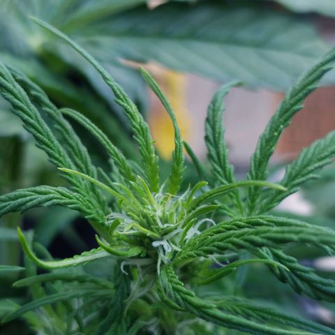 Moonlight Auto - Naledi Seeds growlog timeline photo