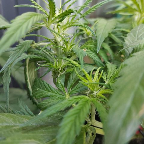 Moonlight Auto - Naledi Seeds growlog timeline photo