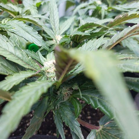 Titan Gorilla Auto growlog timeline photo