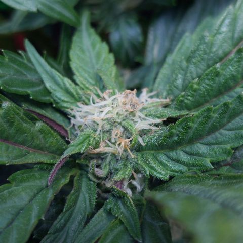 Titan Gorilla Auto growlog timeline photo