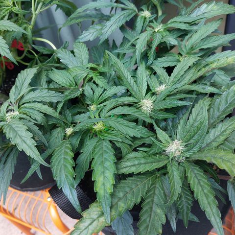 Titan Gorilla Auto growlog timeline photo