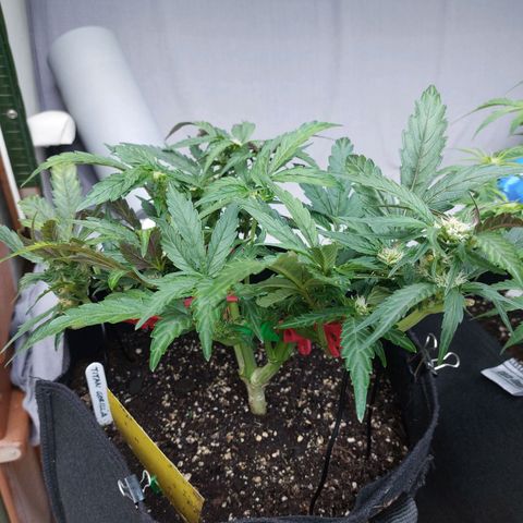 Titan Gorilla Auto growlog timeline photo