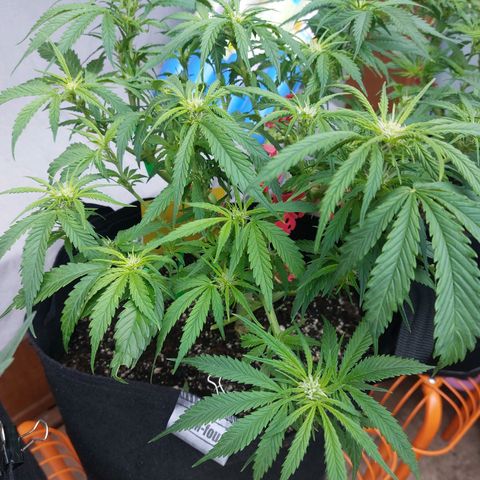 Auto Orange Bud growlog timeline photo