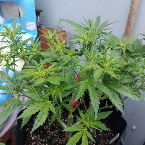 Moonlight Auto - Naledi Seeds growlog timeline photo