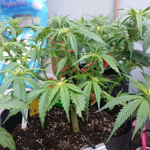 Auto Orange Bud growlog timeline photo