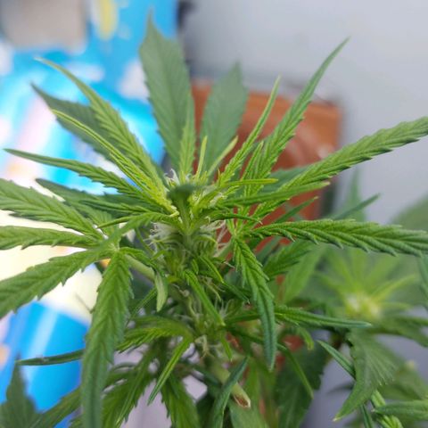 Moonlight Auto - Naledi Seeds growlog timeline photo