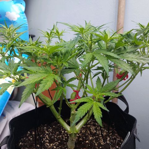 Moonlight Auto - Naledi Seeds growlog timeline photo