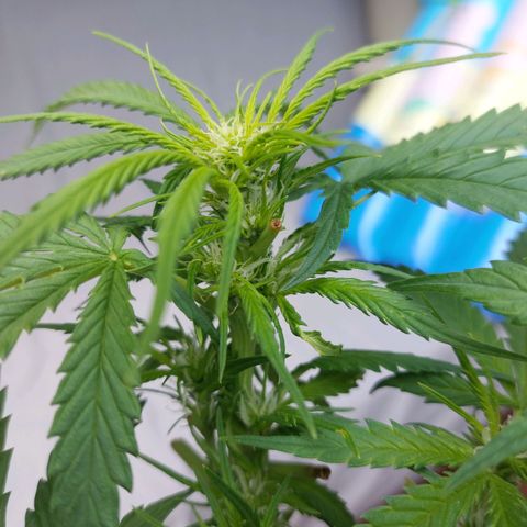 Auto Orange Bud growlog timeline photo