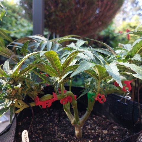 Titan Gorilla Auto growlog timeline photo