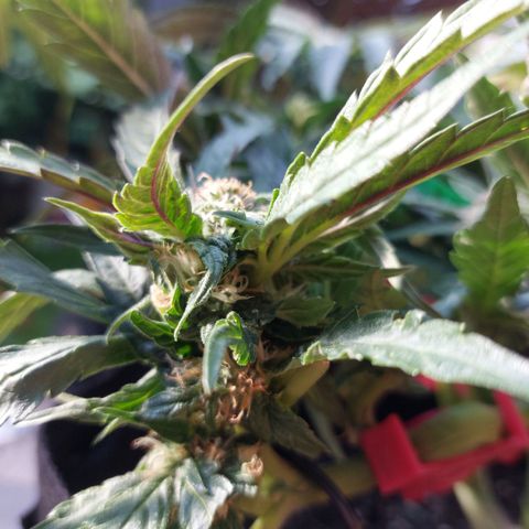 Titan Gorilla Auto growlog timeline photo