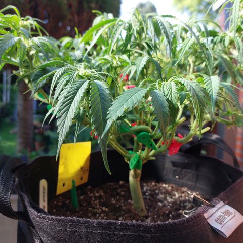 Auto Orange Bud growlog timeline photo