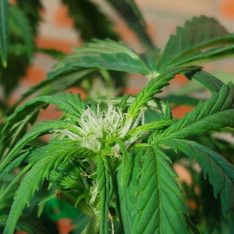 Auto Orange Bud growlog timeline photo