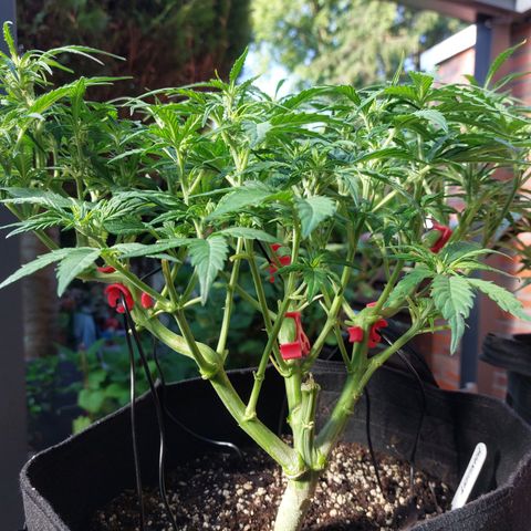 Moonlight Auto - Naledi Seeds growlog timeline photo